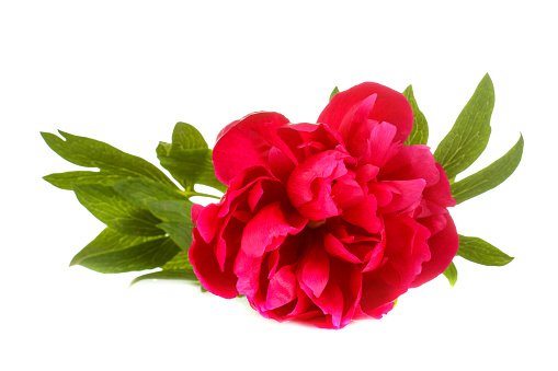 Beautiful peonies flowers on a white isolated background