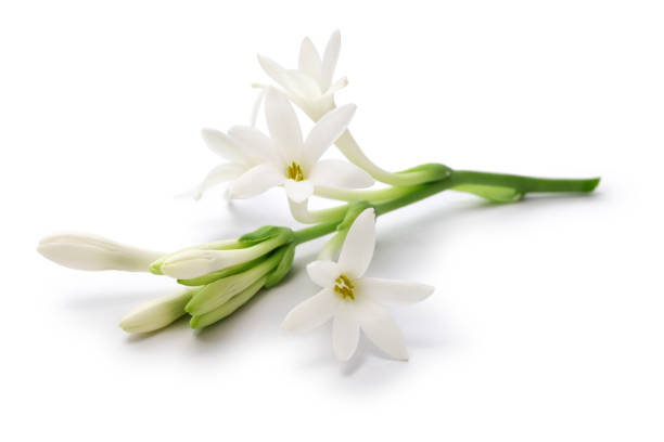 Tuberose flowers and buds isolated on white background stock photo