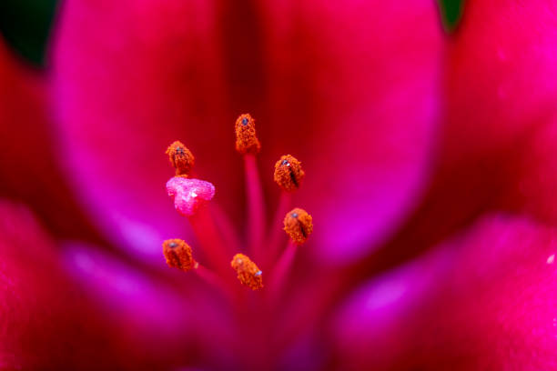 lily flowers macro in a home garden
