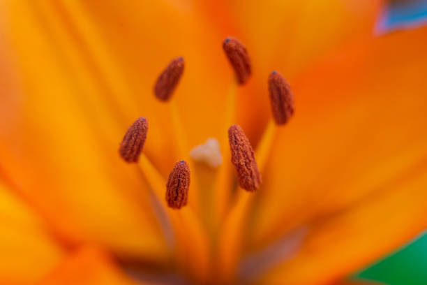 lily flowers macro in a home garden
