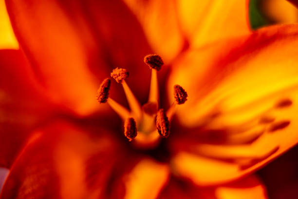 istock lily flowers macro in a home garden 1615319754