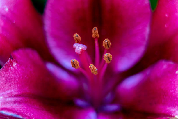 istock lily flowers macro in a home garden 1615320276
