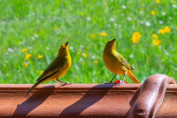 istock Canary couple (sicalis flaveola) on the fence 1615321665