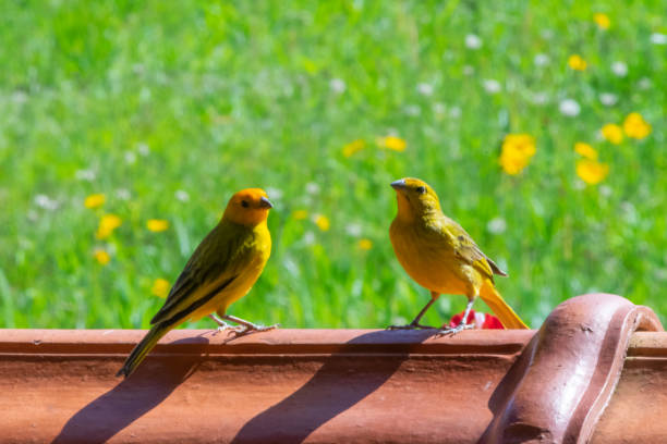istock Canary couple (sicalis flaveola) on the fence 1615321824