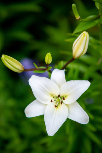 istock lily flowers macro in a home garden 1615322849