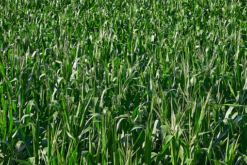 Corn field and corn plants damaged by a hailstorm. Plants stripped of leaves, stalks broken off, and whole field beaten down.