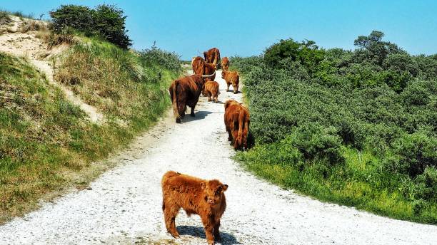 Part 4 These animals are re-introduced to the Dutch dunes wildlife population after the native cows version was no longer present in the area for some decades.