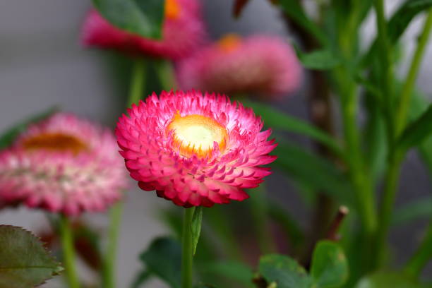 istock Helichrysum bracteatum flower Straw flower or Everlasting 1615430572