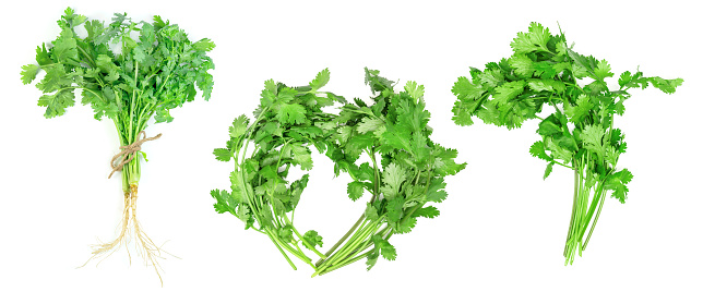 leaf coriander or cilantro set isolated on white background ,Green leaves pattern