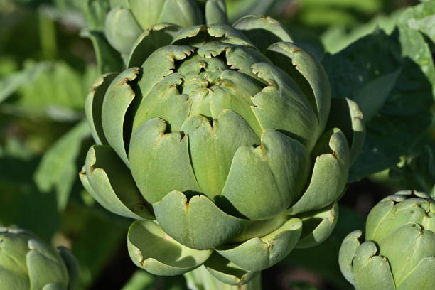 Artichoke growing in a Connecticut garden in bright sunlight, late summer