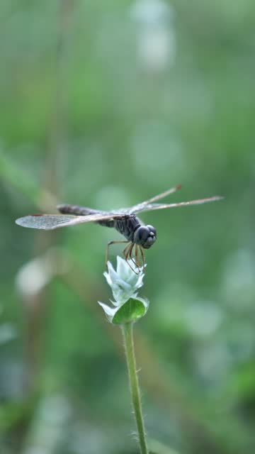 Closeup of Dragonfly