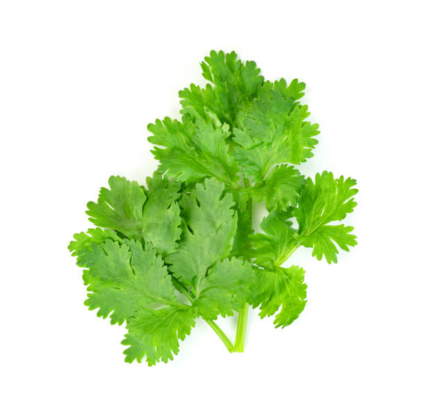 istock leaf Coriander or Cilantro isolated on white background ,Green leaves pattern 1615498963