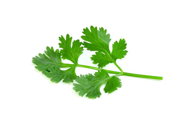 istock leaf Coriander or Cilantro isolated on white background ,Green leaves pattern 1615502590
