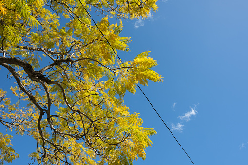 Part of a tree with yellow leaves against a blue sky.