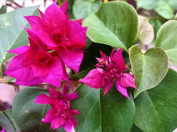 istock Bougenville flower 1615524511