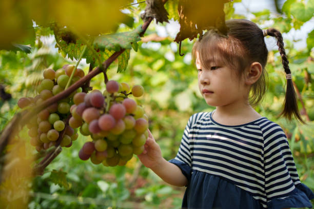 Children in the Vineyard