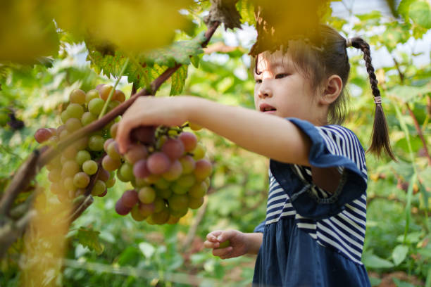 Children visiting a grape plantation