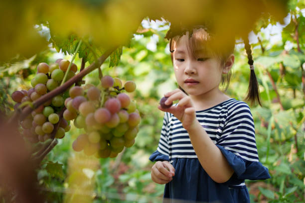 little explorer among grapes