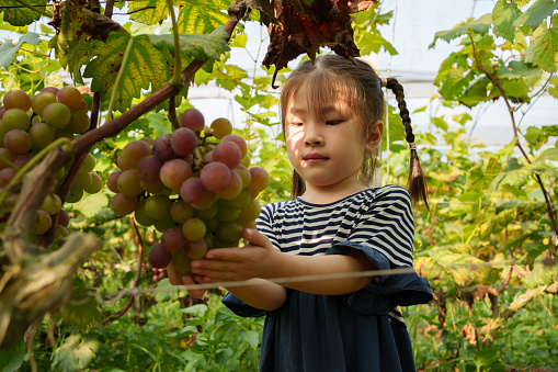 Children in the Vineyard