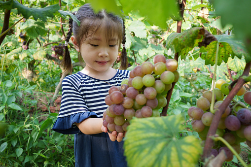 Children visiting a grape plantation