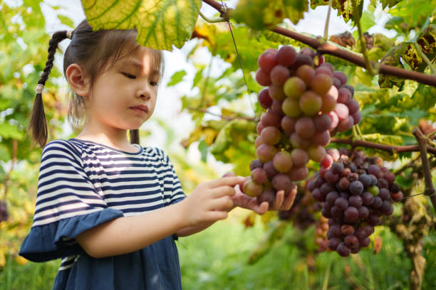 little girl picking grapes