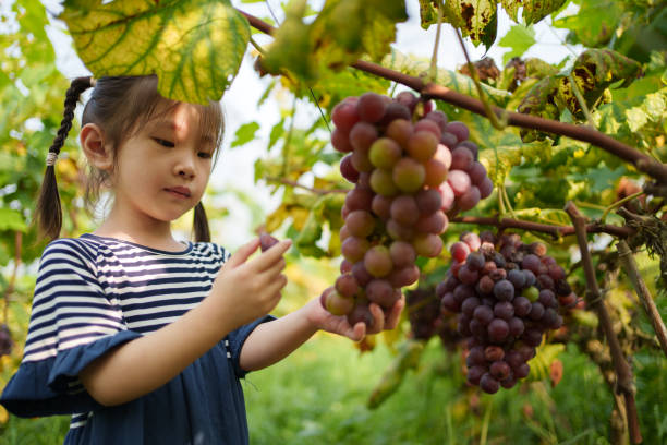 little girl in the grape plantation
