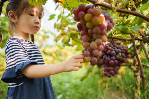 little girl picking grapes