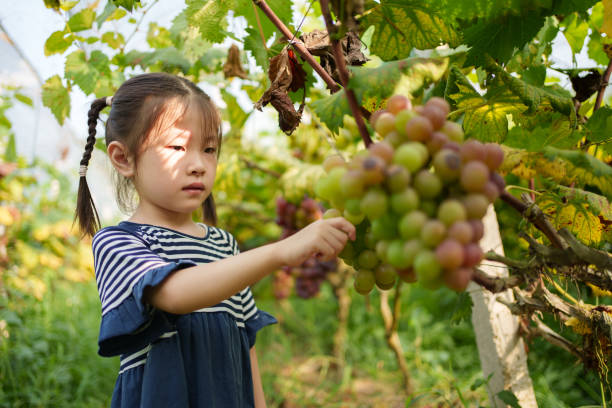 Children's Grape Observation Tour