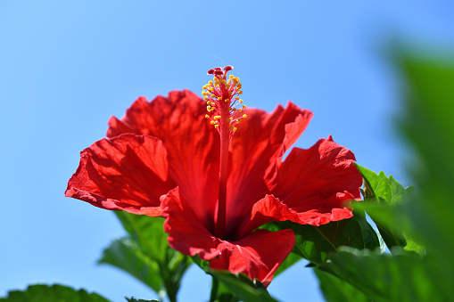 Red hibiscus flower.