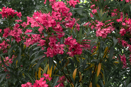 Blooming pink oleander flowers in the summer garden. Selective focus. A poisonous flowering oleander bush, an ornamental plant on a sunny day. Oleander bush blooms in the garden in summer.