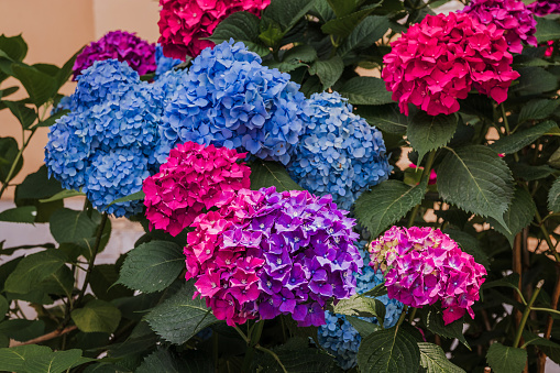 Blue-pink flowers of large-leaved hydrangea. A bush of blooming multicolored hydrangeas with flowers on the branches and green leaves. In summer, hydrangea blooms in the garden with large flowers.