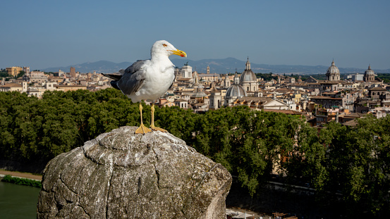 A panoramic view of the city of Rome with a seagull standing on a carved pedestal in the foreground.