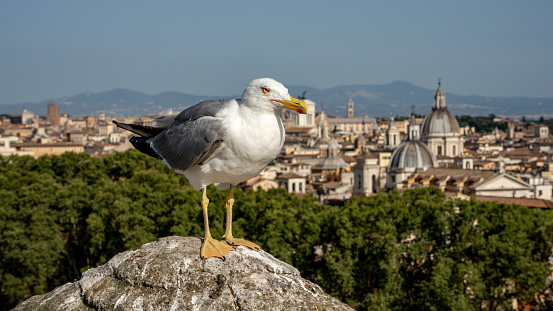 A close-up of a seagull standing on a carved post with a lovely view of the city of Rome in the background.