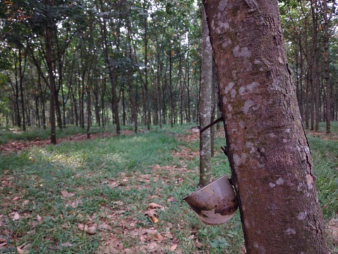 Tapping sap from the rubber tree in Indonesia