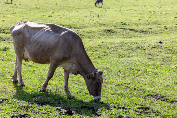 istock Cattle on the Xinjiang steppe 1615596349
