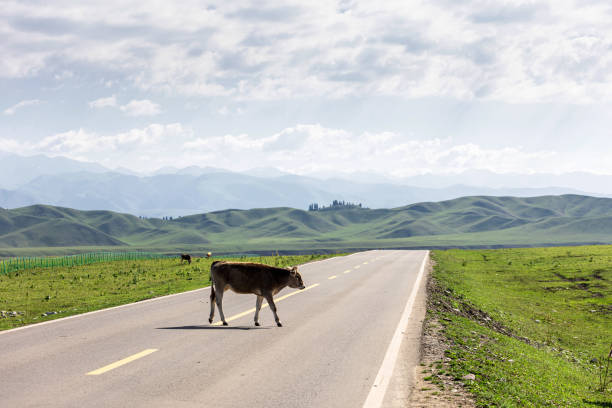 istock Cattle on the Xinjiang steppe 1615596353