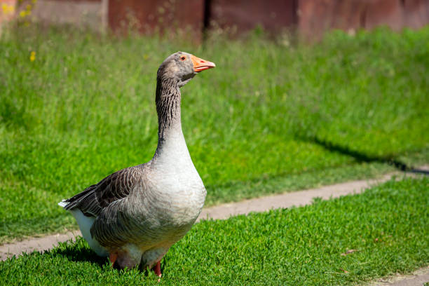 The waterfowl genus Anser includes the grey geese and the white geese. It belongs to the true geese and swan subfamily (Anserinae).