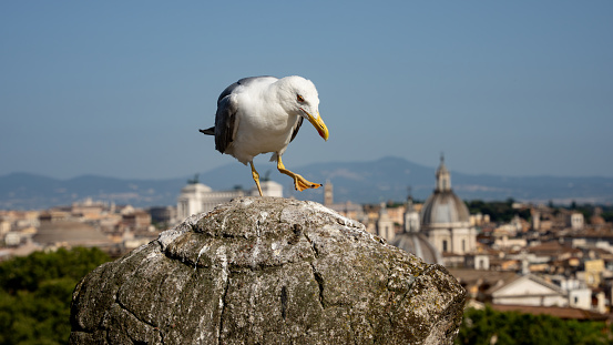 A close-up of a seagull balancing on a carved pedestal with a de-focused view of Rome in the background.