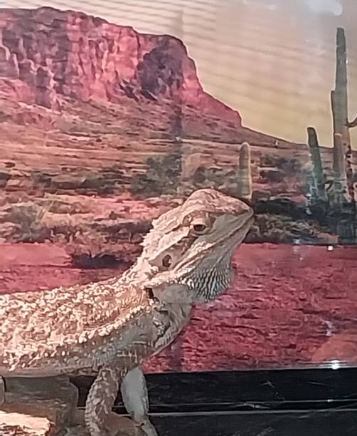 istock A dragon during his morning bask 1615605158