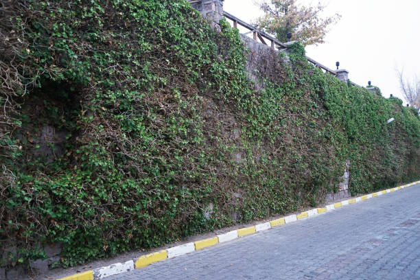 Creeping fig on hedge fence