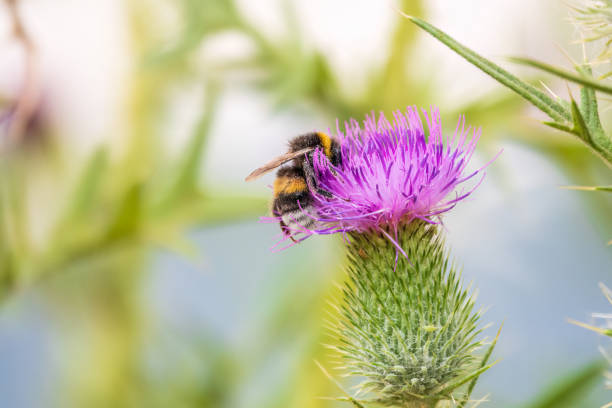 istock Bumble-bee sitting on wild thistle purple flower 1615654159