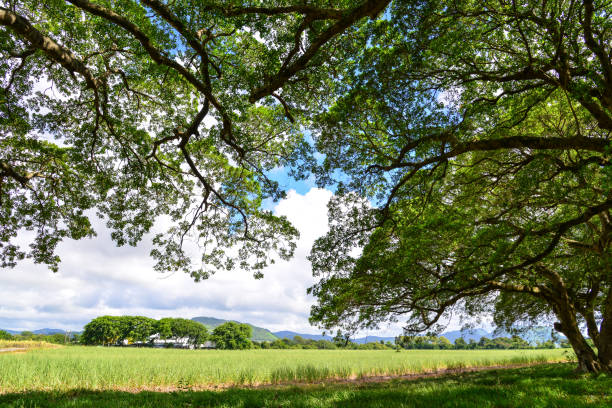 Green trees with the grass field at the sunny day in tropical forest.