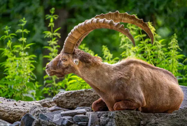 Image of an Alpine Ibex (Capra ibex) in the forest.