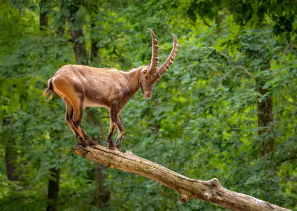 Image of an Alpine Ibex (Capra ibex) in the forest.