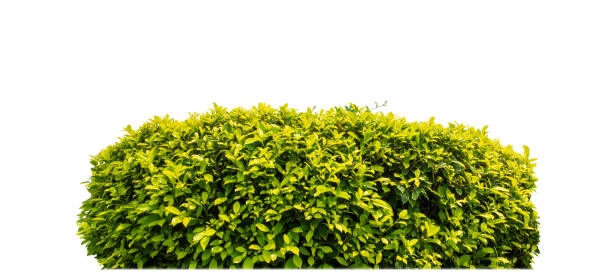 istock Shrubs isolated on white background with clipping path and alpha channel 1615662098