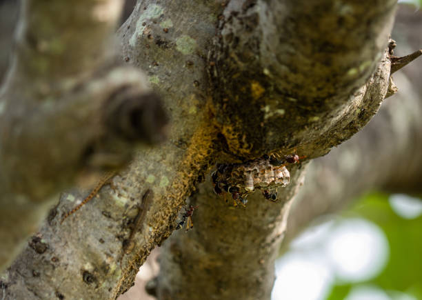 istock A herd of wasps nests on a tree 1615662231