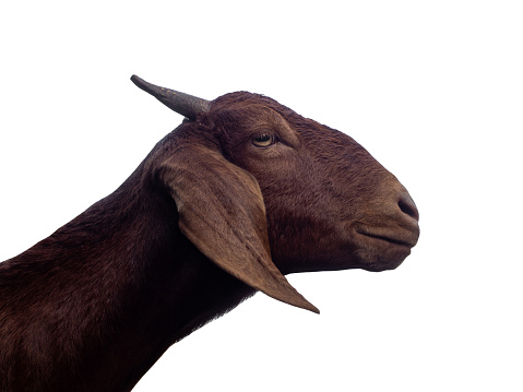 Portrait of a gray goat in front of a herd. The photo was taken in the barn.