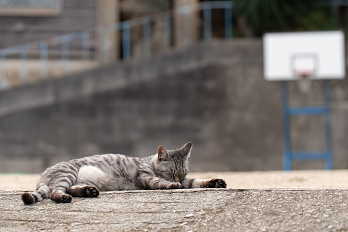 relaxing cat