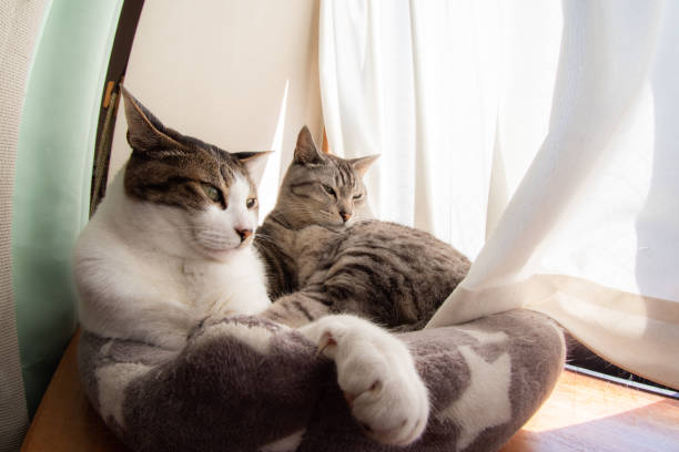 istock Cat relaxing by the window 1615662357