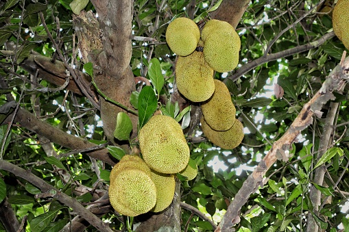 Collections of jackfruit hanging on the tree.